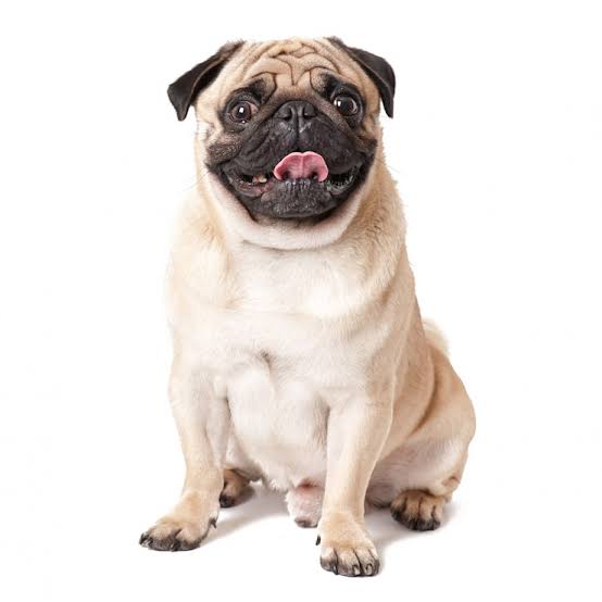 foto de perro pug